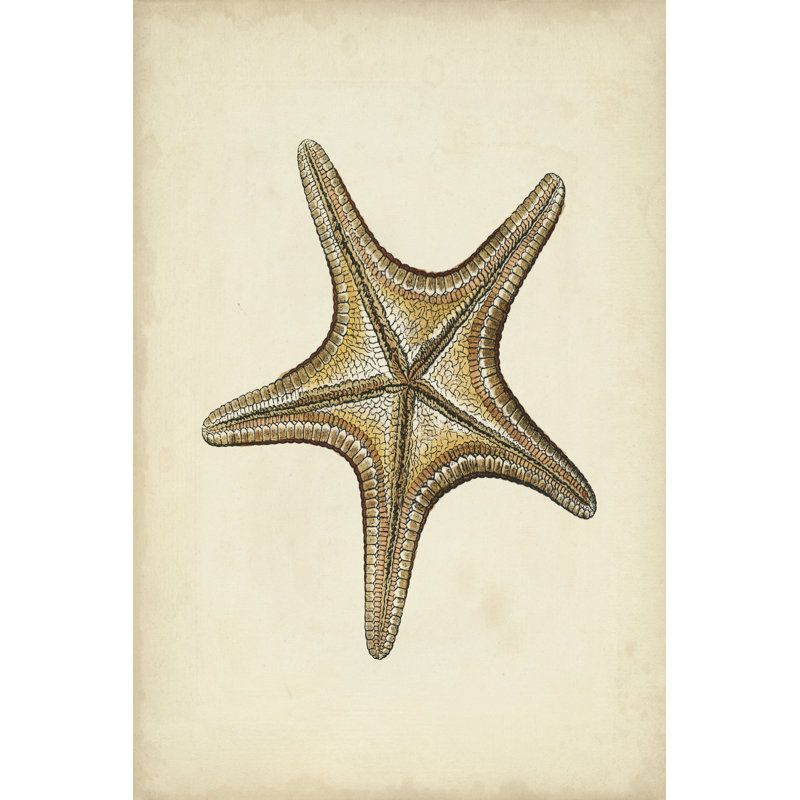 Sealife Collection IV - Wrapped Canvas Print, 122cm H x 81cm W