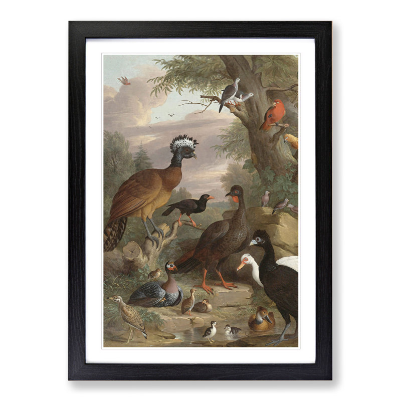 Collection of Birds Vol.1 by Melchior D'hondecoeter - Picture Frame Painting, Black, 48cm H x 36cm W x 2cm D