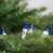Blue/White