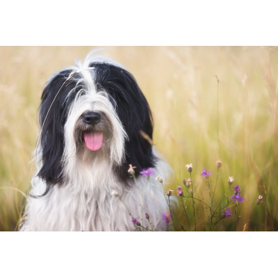 " Tibetan Terrier Dog "