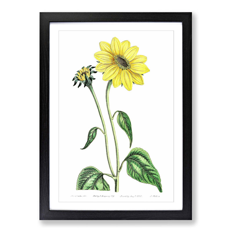 Trumpet Stalked Sunflowers - Framed Print, 48cm H x 36cm W x 2cm D, Black Framed