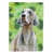 Blue/Brown Weimaraner