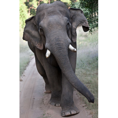 " Asian Elephant Walking " by Jamenpercy