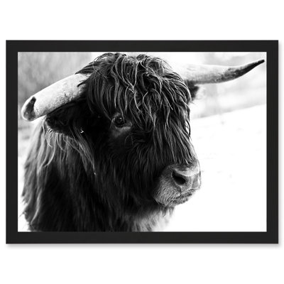 Highland Cow Bull Horns Black White Photo - Single Picture Frame Print