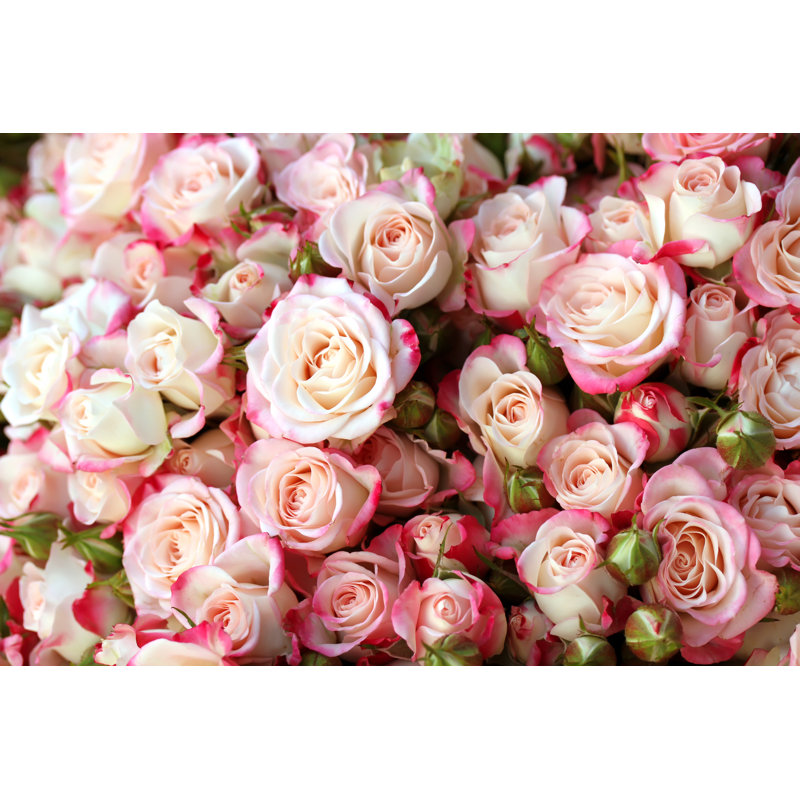 Roses - photographie sur toile tendue, H 8 po x l 12 po