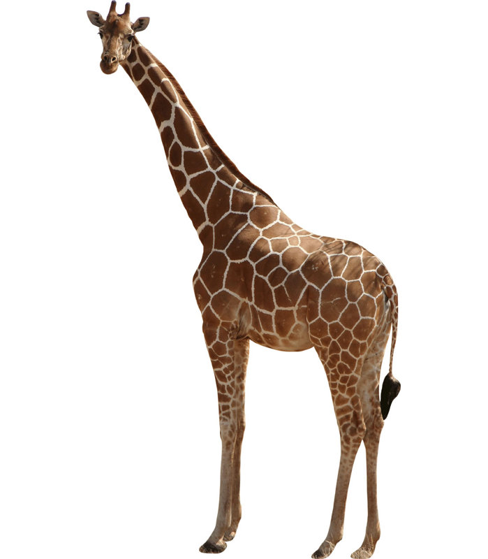 Adhésif décoratif girafe III, H 36 po x l 20 po