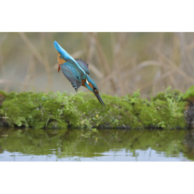 Kingfisher That Plunges by Mauribo - Wrapped Canvas Print