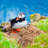 Jerlene Atlantic Puffin by Tsuguliev - Wrapped Canvas Photograph-1703859227