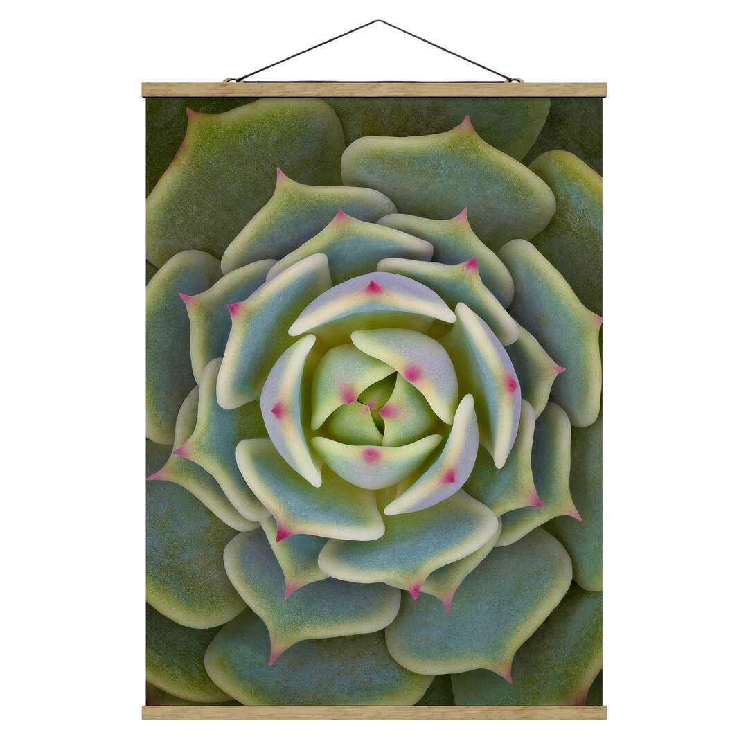 Grafikdruck Succulent - Echeveria Ben Badis