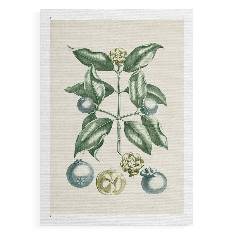 Buchoz Tropicals VII - Impression sur toile seulement - NON CADRE, H 60 po x l 40 po
