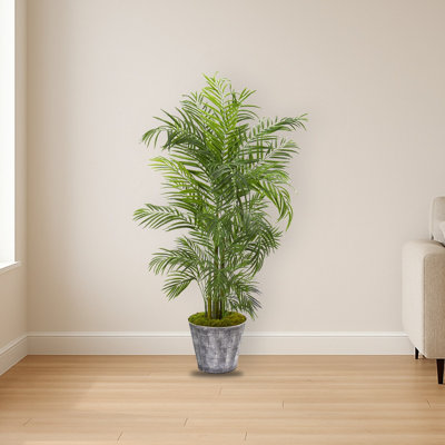 Areca Palm Tree in Planter