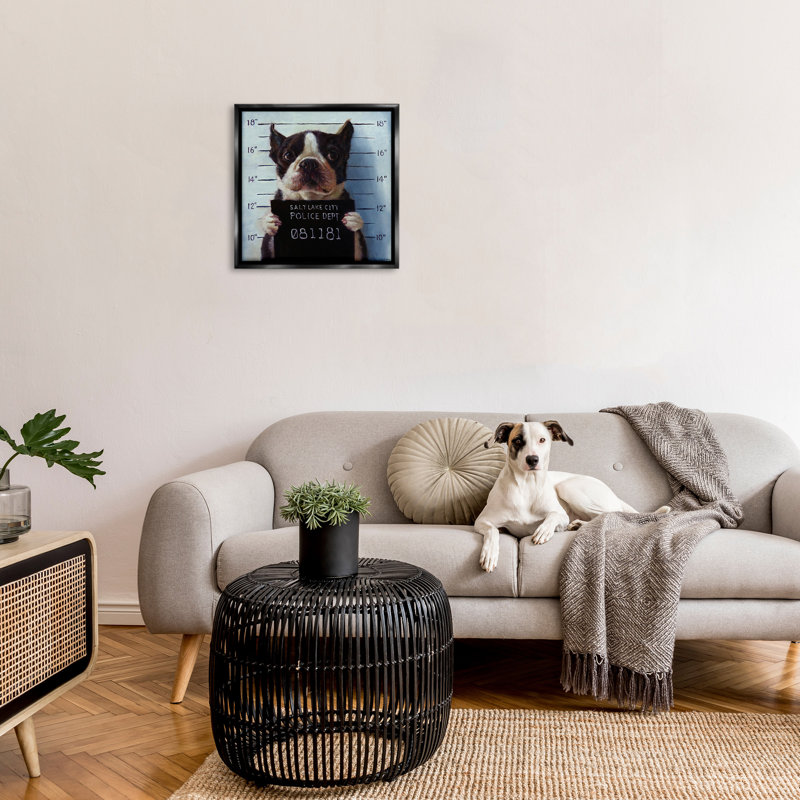 Boston Terrier Jail reconnu coupable Mugshot, Cadre flottant noir de jais, H 25 po x l 25 po