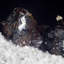 Sphalérite, calcite et dolomite. Mine Elmwood