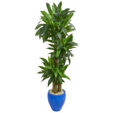 6' Artificial Dracaena Plant in Planter