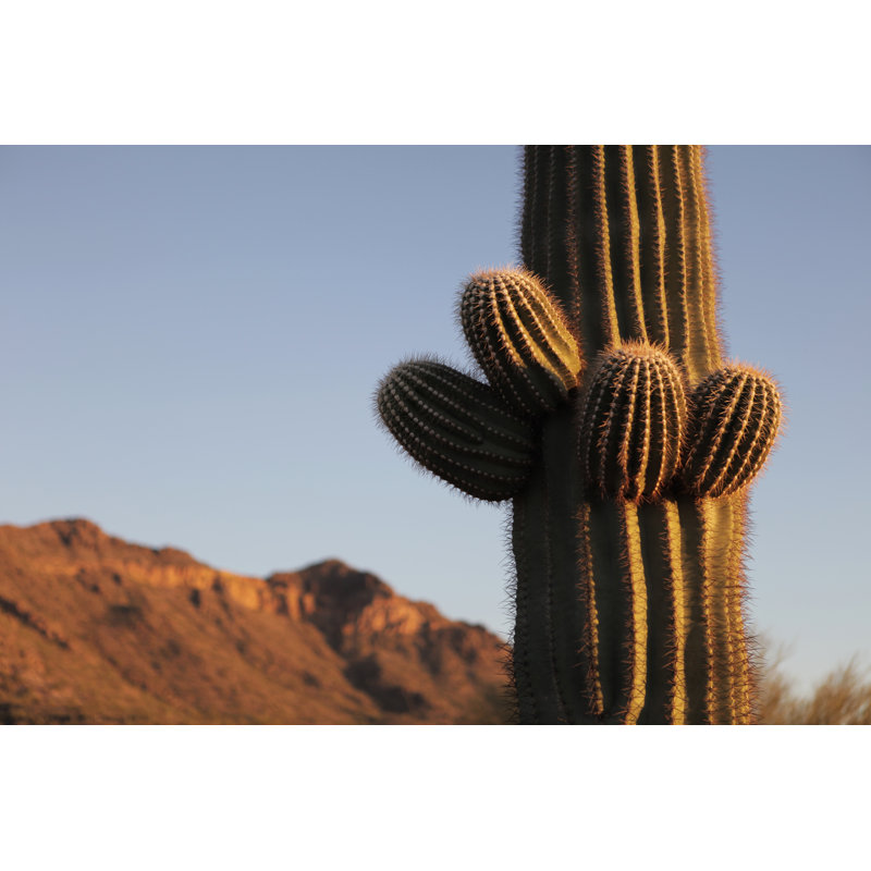 New Saguaro Growth 1 Piece Wall Art on Canvas, 20cm H x 30cm W