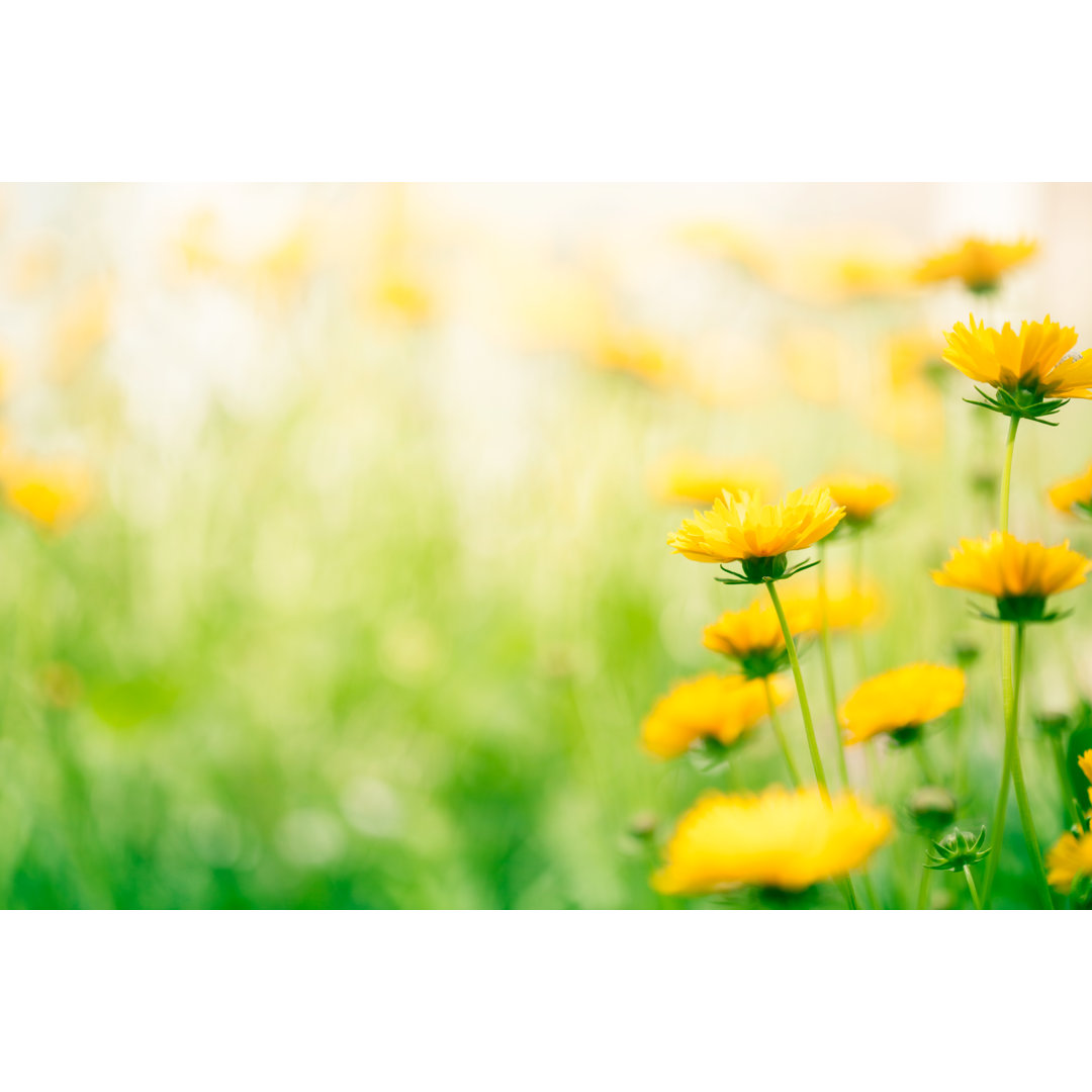 Frühling Blumen in der Wiese von Jasmina007 - Kein Rahmen Set auf Leinwand