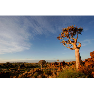 Ruxt Quiver Tree Landscape 1 Piece Wrapped Canvas Wall Art