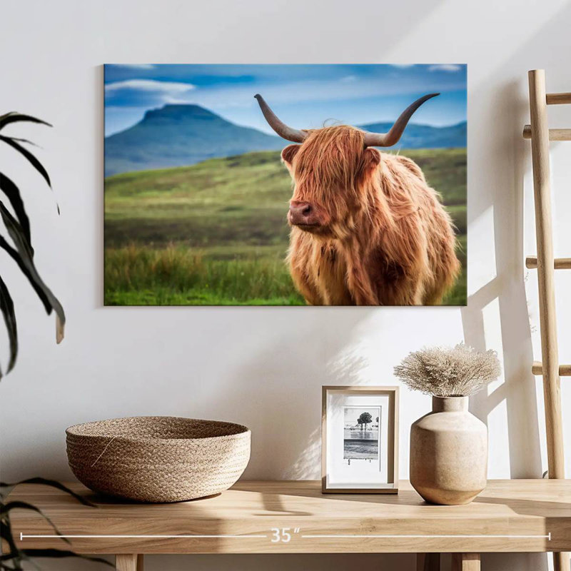 Vache Highland Brampt, H 16 po x l 24 po