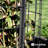 Fencer Wire Vinyl Coated 16 Gauge Welded Fence Wire Roll, Mesh Size 2-Inch x 3-Inch-110574447-96004494