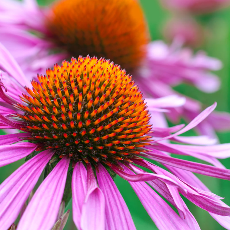 Echinacea - Wrapped Canvas Print, 51cm H x 51cm W x 3.8cm D