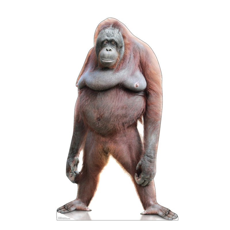 Orang-outan