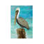 Single Pelican On Post by Julie Derice - Print on Canvas-1577143758-1604054248