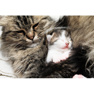 Cat And Kitten Hugs by Nneirda - Wrapped Canvas Print