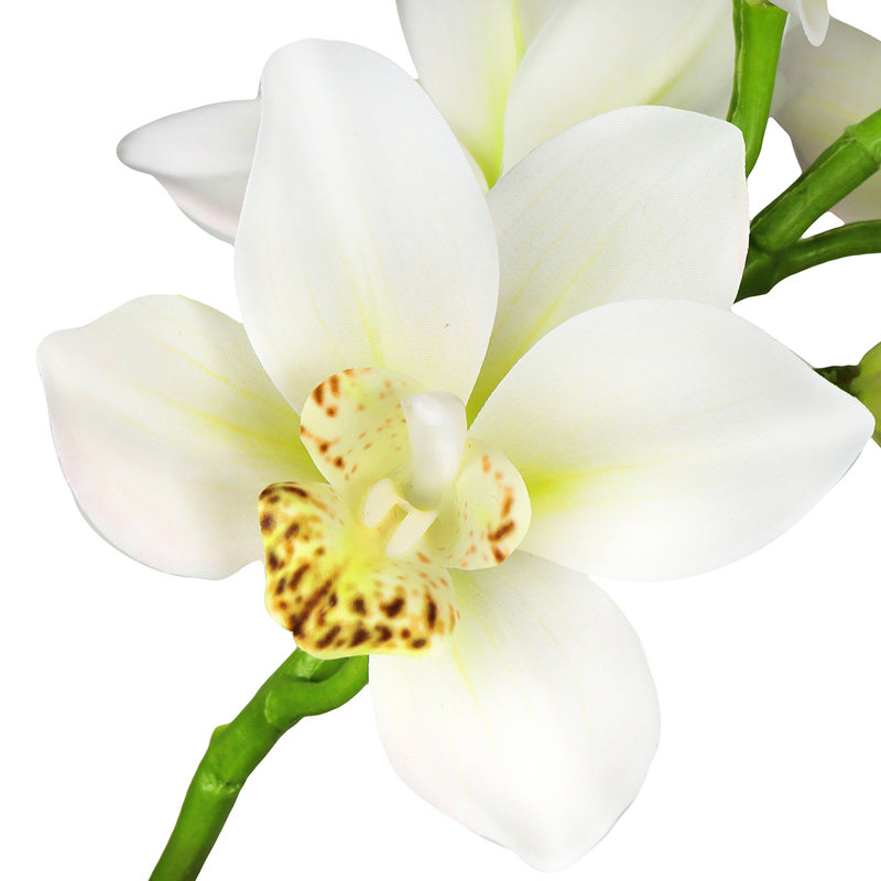 Tige d'orchidée Cymbidium, Blanc