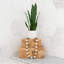 Plante de 16 po