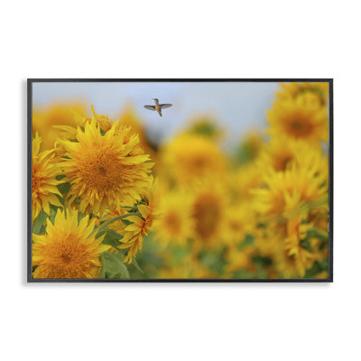 Joyeux colibri et tournesols, estampe numérique, design par Carrie Ann Grippo-Pike