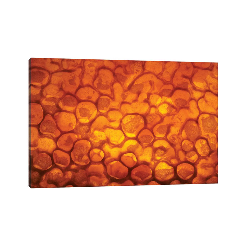 Honeycomb Cells Filled With Honey And Covered By Wax, Bee Station, Julius-Maximilians-University Of Wurzburg, Bavaria, Germany by Heidi & Hans-Juergen Koch - Wrapped Canvas Painting