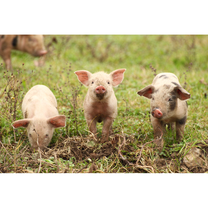 Three Piglets by Balwan - Wrapped Canvas Print, 81cm H x 122cm W
