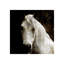 Aristotle I Print by Sofia Fox-26928867-26928862