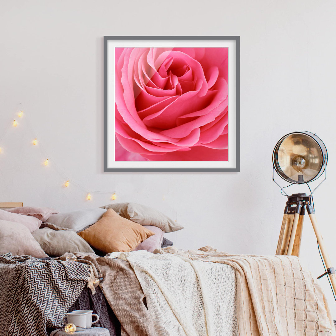 Gerahmter Fotodruck Funny Pink Rose