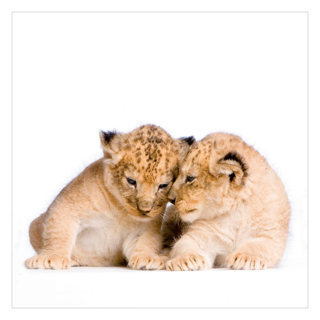 Strukturierte Fototapete Two Lion Cubs