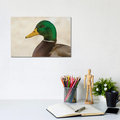 Drake Mallard Closeup by Louis Ruth - Wrapped Canvas Print