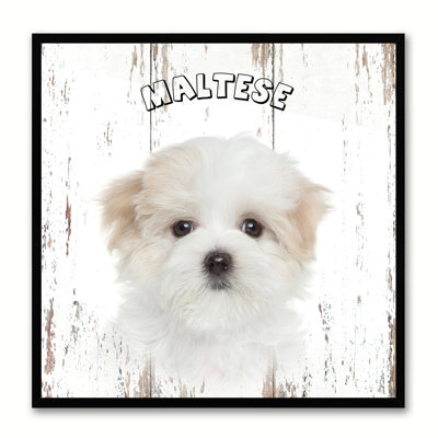 " Maltese Dog "