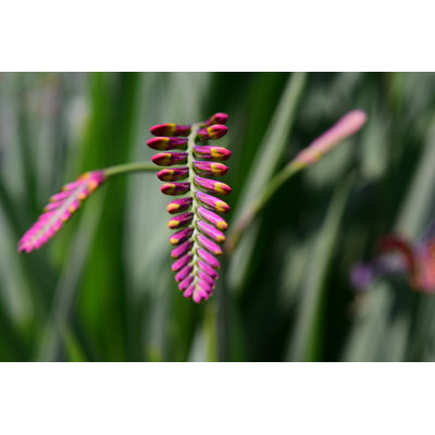" Crocosmia Lucifer Flower "