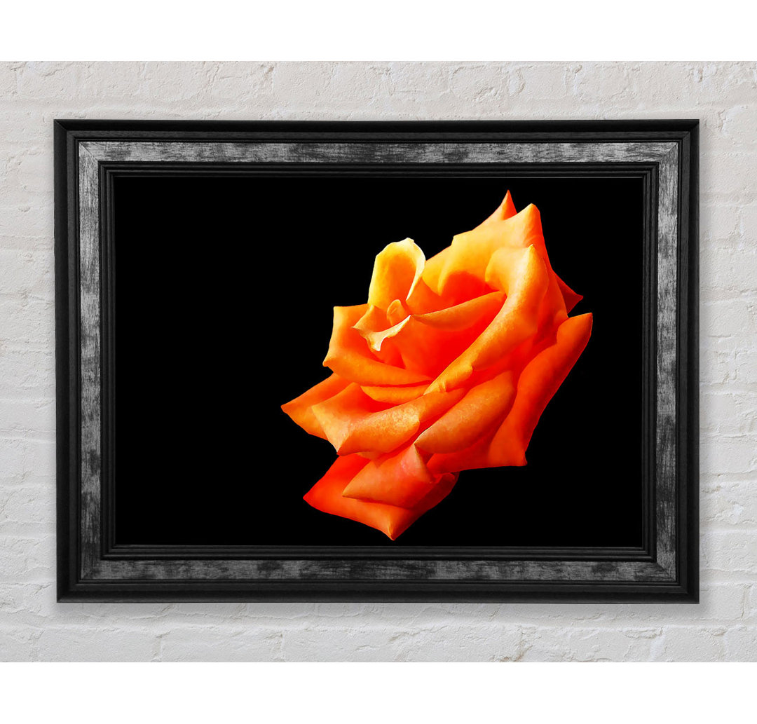 Einzelne Orange Rose In Bloom - Einzelne Bilderrahmen Kunstdrucke