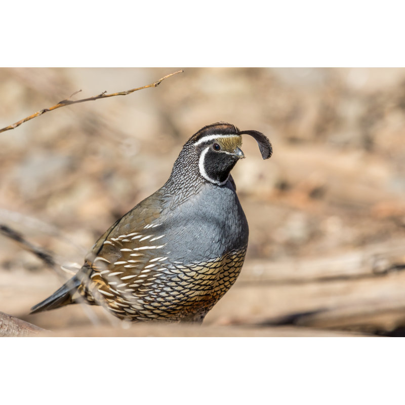 California Quail 3 - Wrapped Canvas Print, 20cm H x 30cm W x 3.8cm D