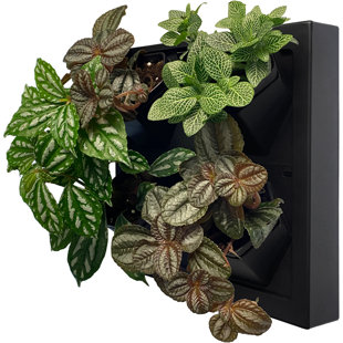 Wall Planter