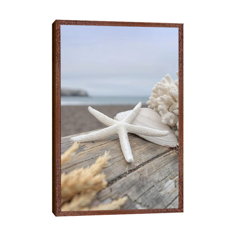Crescent Beach Shells XIII by Alan Blaustein - Floater Frame Print on Canvas, Brown Framed, 66.04 cm H x 45.72 cm W