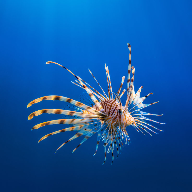 Red Lionfish by Cinoby - No Frame Print on Canvas, 76cm H x 76cm W