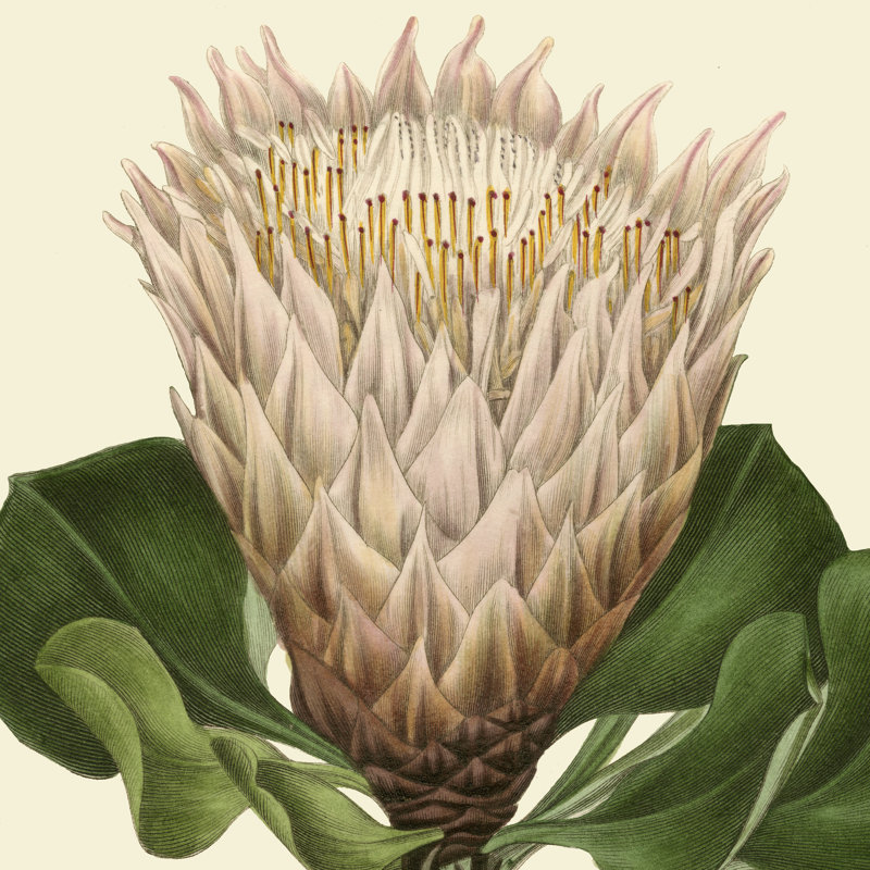 Tropical Vision VI (JP) by Vision Studio - Wrapped Canvas Print, 30cm H x 30cm W x 3.8cm D