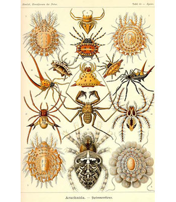 « spiders », impression