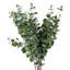 Pack of 6 Artificial Eucalyptus Foliage-127420400-127420406