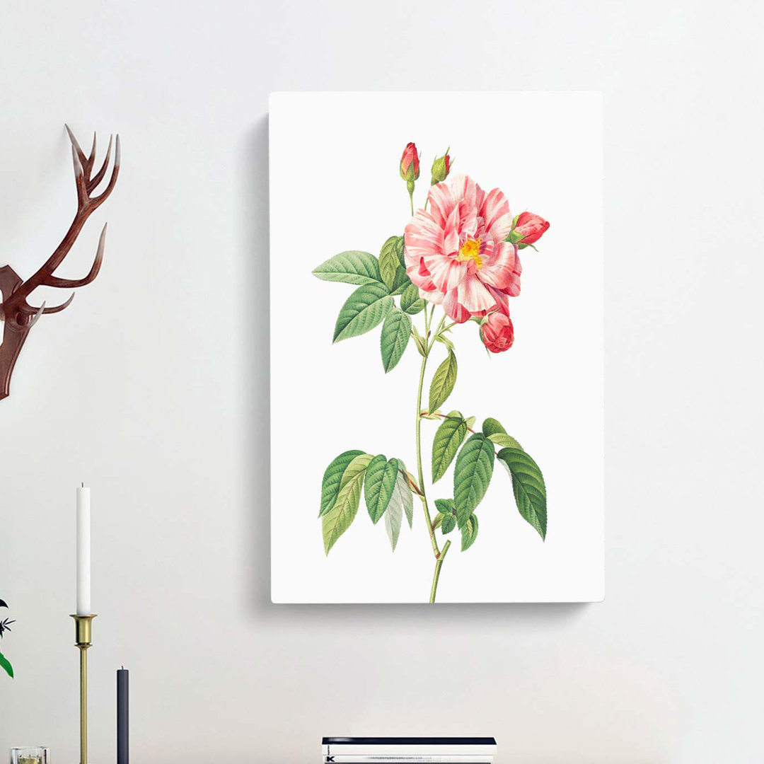 Pink French Rosebush by Pierre-Joseph Redoute - Wrapped Canvas