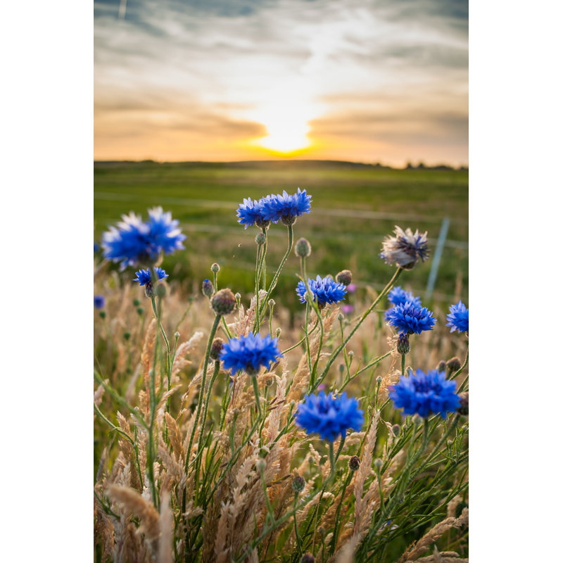" Beautiful Cornflowers Growing At The Field. " by Wavipicture, 18" H x 12" W  