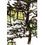 Chote 12 - Light Chandelier