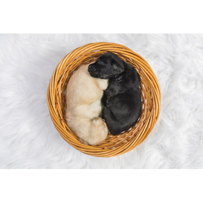 Black And Yellow Labrador Puppy by Cmannphoto - No Frame Print on Canvas